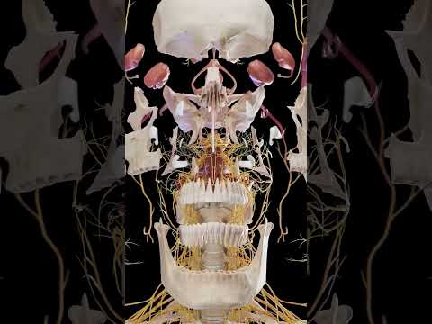Anatomy of the Human Head: A Scientific Perspective