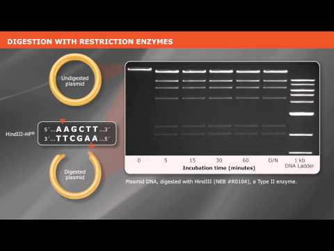 Recognition Site Restriction Enzymes in Genetic Research