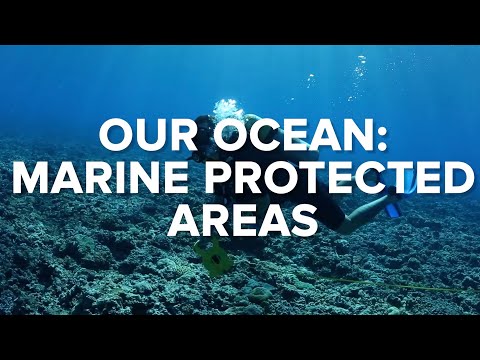 Protecting Our Oceans: The Science of Marine Life Conservation