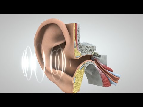 Anatomy and Physiology of Speech and Hearing in Science
