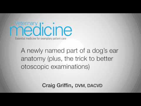 Canine Ear Canal Anatomy: Insights for Veterinary Science
