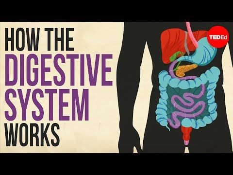 A Comprehensive Model of the Human Digestive System