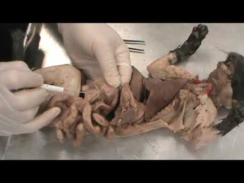 Anatomy of Cat Organs on the Right Side for Science Enthusiasts