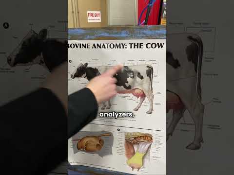 Cattle Skeleton Anatomy and Its Role in Animal Science