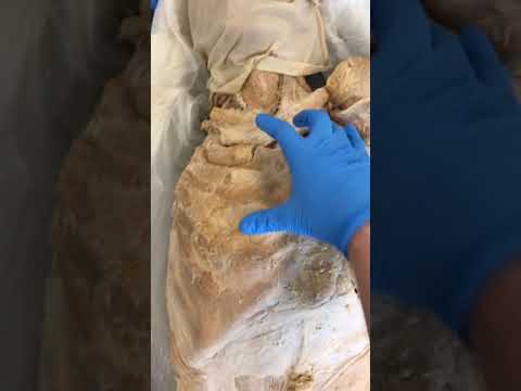Female Body Anatomy: A Scientific Perspective on Organ Function