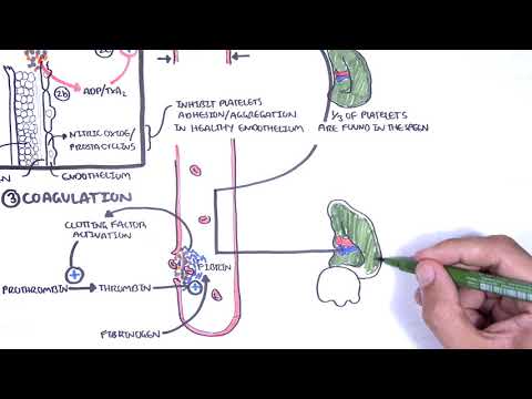 Pathophysiology of TTP: Mechanisms and Clinical Implications