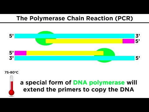 Advancements in Biotechnology and Cloning Techniques