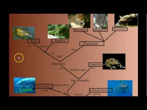 Tetrapod Zoology Advancing Our Knowledge of Vertebrate Diversity