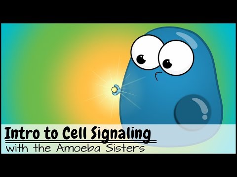 Cell Pathways: Unraveling Cellular Communication and Function