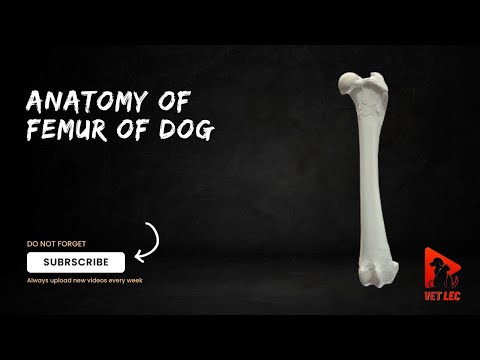 Understanding Canine Femur Anatomy for Veterinary Science