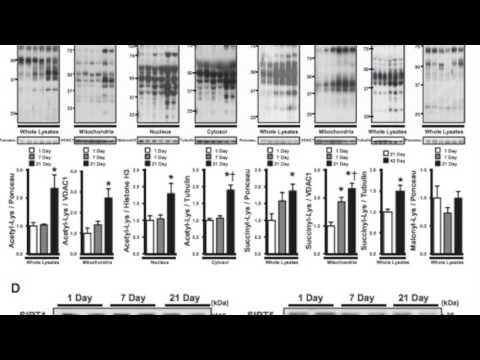 Innovations in AJP Heart and Circulatory Physiology Research