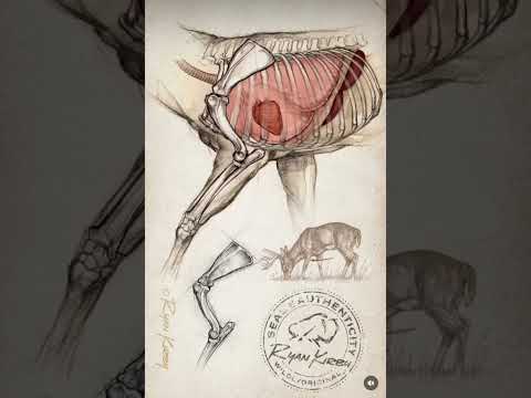 Anatomy of Deer Organs: Insights for Scientific Outreach