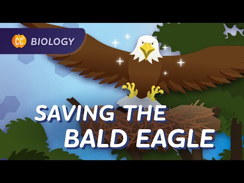 Eagle Taxonomy and Its Role in Ecological Research