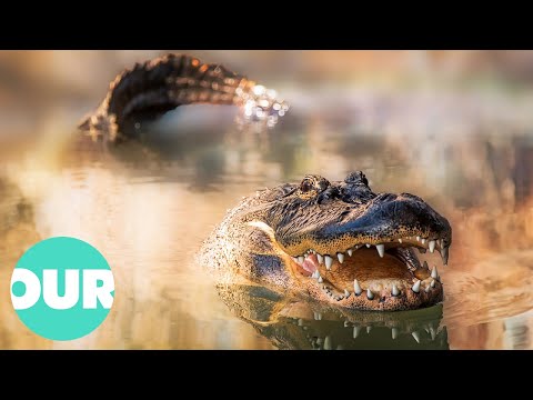 Fascinating Insights into Alligator Behavior and Ecology