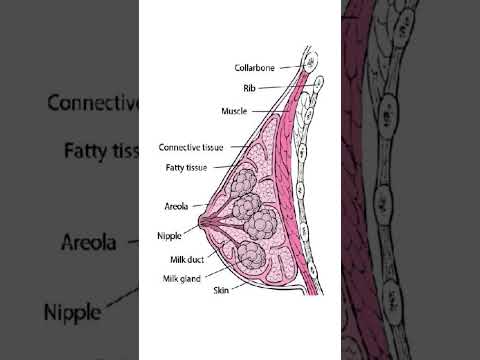 Illustrating Women's Body Anatomy for Scientific Education
