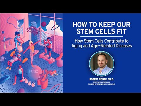 Stem Cells Role in Aging and Regeneration Research