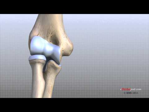 Anatomy of the Dog Elbow Joint and Its Functions in Mobility
