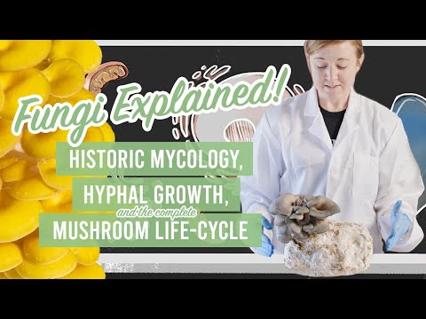 Fungi Frontiers: Advancements in Mycology and Mushroom Research