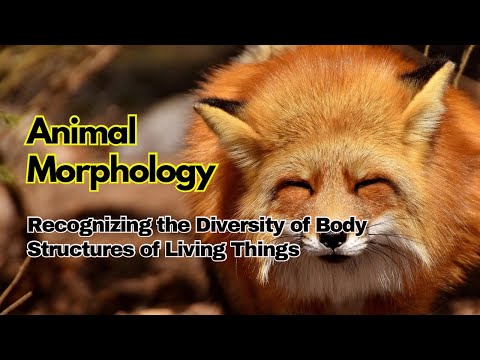 Revealing the Wonders of Morphological Body Structures
