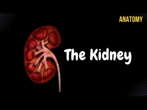 Anatomy of the Kidney: A Detailed Diagram of Its Parts