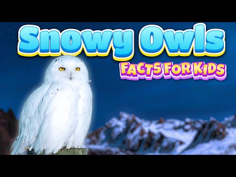 Snowy Owl Behavior and Adaptations in Arctic Environments