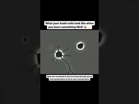 Cognitive Processes in Action: Real-World Illustrations