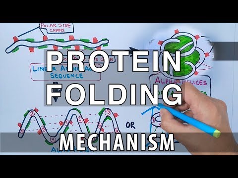 Protein Unfolding: Mechanisms and Implications in Biology