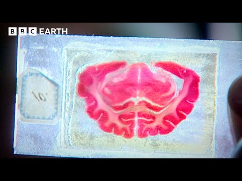 Engaging with Cell Biology: Cultivating Scientific Curiosity