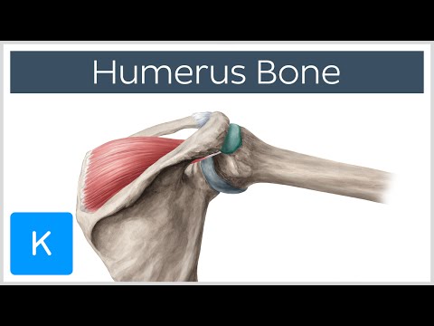 Anatomy of the Dog Humerus and Its Functional Importance